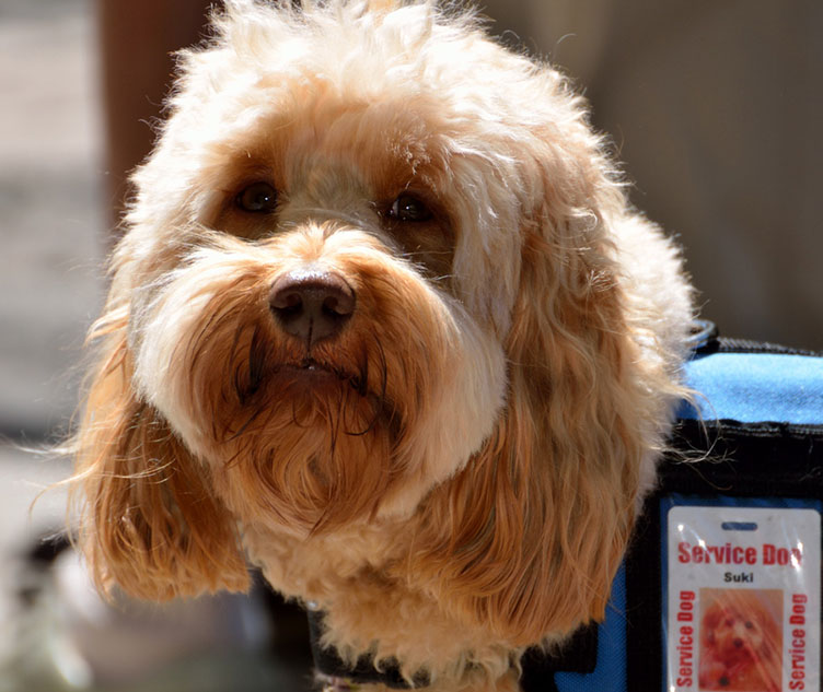 Der Diabetikerwarnhund
